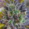 качественные семена конопли Blueberry regular Ganja Seeds