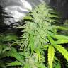 Auto StarRyder feminised Dutch Passion Seeds