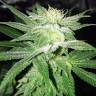 семена конопли курьером Bubba Kush feminised Humboldt Seeds