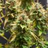 семена конопли марихуаны Acid feminised Paradise Seeds