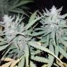 семена конопли Спб Anesthesia feminised Pyramid Seeds