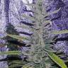 семена конопли индика Anesthesia feminised Pyramid Seeds