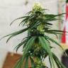 заказ семян конопли Critical feminised Royal Queen