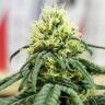 где заказать семена конопли Critical feminised Royal Queen