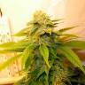 качественные семена конопли White Russian feminised GanjaLiveSeeds