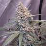 Семена конопли Auto Gorilla Girl XL feminised Ganja Seeds
