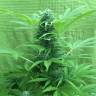 семена конопли индика Super Critical feminised Green House Seeds