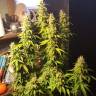 Auto Think Big feminised Dutch Passion Seeds