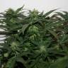 Auto White Widow feminised Breeders Community Seeds