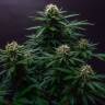 заказ семян конопли Спб Strawberry Lemonade feminised Barneys Farm