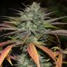 семена культурной конопли купить Bubba Kush 2.0 feminised Humboldt Seeds