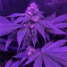 семена конопли Спб Bubba Kush 2.0 feminised Humboldt Seeds