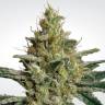 семена конопли с доставкой Allkush feminised Paradise Seeds