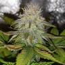 семена конопли для курения Black Jack F1 Fast Version feminised Sweet Seeds