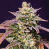 Семена купить Auto Purple Punch OG XL feminised Ganja Seeds