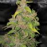 Auto Lowryder #2 regular Ganja Seeds
