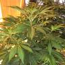 семена конопли интернет магазин Atomical Haze feminised Paradise Seeds