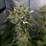 семена конопли марихуаны Black Jack feminised Sweet Seeds