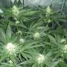 семена конопли элитных сортов Black Jack feminised Sweet Seeds