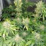 семена конопли аутдор Black Jack feminised Sweet Seeds