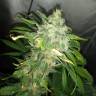 семена конопли в интернете Black Jack feminised Sweet Seeds