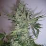 семена конопли курьеромAK 47 regular Ganja Seeds