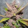 Blueberry feminised Dutch Passion Seeds