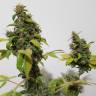 семена культурной конопли купить Green Gelato feminised Royal Queen