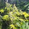 семена конопли индика Green Gelato feminised Royal Queen