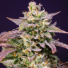 заказать семена конопли с доставкой по рф Auto Fast Bud #2 feminised