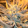 Rolling Frau feminised Ganja Seeds выгодные цены на семена конопли