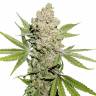 Качественные семена конопли Auto Lemon Kix feminised Ganja Seeds