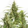 Amnesia feminised Breeders Community Seeds