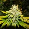 купить семена конопли White Widow feminised Medical Seeds