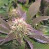 семена индийской конопли Blue Pyramid feminised Pyramid Seeds