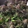 семена конопли в фирменной упаковке Blue Pyramid feminised Pyramid Seeds