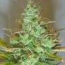 Семена конопли в России Auto White Widow feminised GanjaLiveSeeds Семена конопли в России Auto White Widow feminised GanjaLiveSeeds