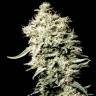 семена конопли интернет магазин White Rhino feminised Green House Seeds