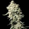 качественные семена конопли White Rhino feminised Green House Seeds