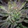 Bubba Island Kush feminised Dutch Passion Seeds