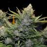 Amnesia Grapefruit feminised Breeders Community Seeds