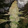 семена конопли элитных сортов Critical Kush regular Ganja Seeds