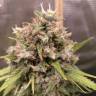 урожайные семена конопли Cream 47 feminised Sweet Seeds