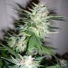 семена конопли Great White Shark feminised Green House Seeds