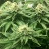 семена конопли дешево ICE feminised Royal Queen