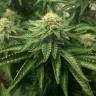 семена конопли с доставкой ICE feminised Royal Queen