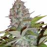 семена конопли купить Auto S.A.D. (Sweet Afgani Delicious) feminised