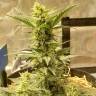 Семена Sweet Cheese feminised Ganja Seeds