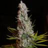 Семена конопли Sweet Cheese feminised Ganja Seeds