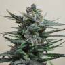 семена конопли для курения Auto Blue Acid regular